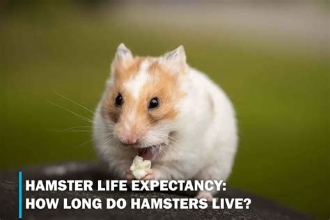 hamster life expectancy|how old do hamsters get.